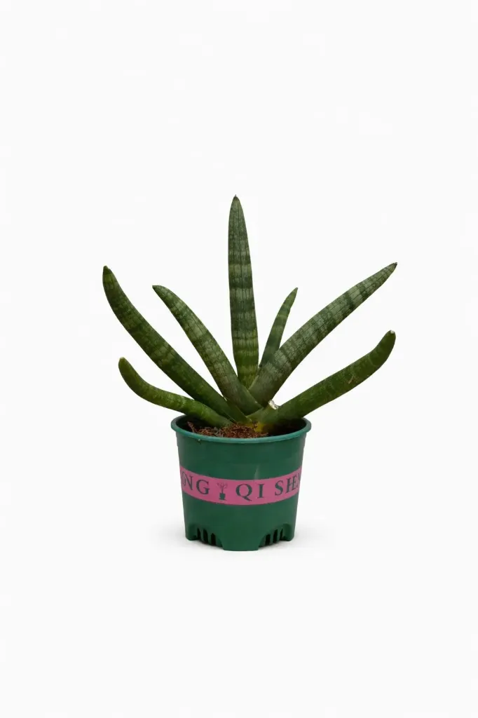 [IP-SAN01F-LOC] Starfish Sansevieria - Sansevieria cylindrica 'Boncel' - OH: 15 cm to 20 cm Indoor plant