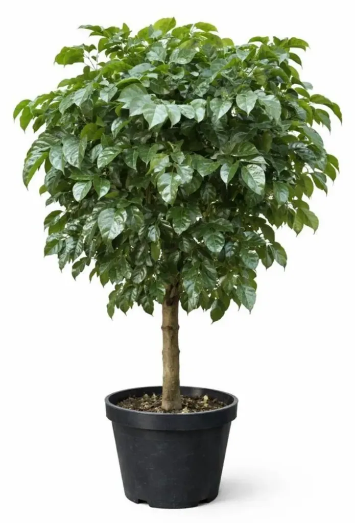 China Doll - Radermachera sinica - One Head - OH: 60 cm to 80 cm Indoor Plant