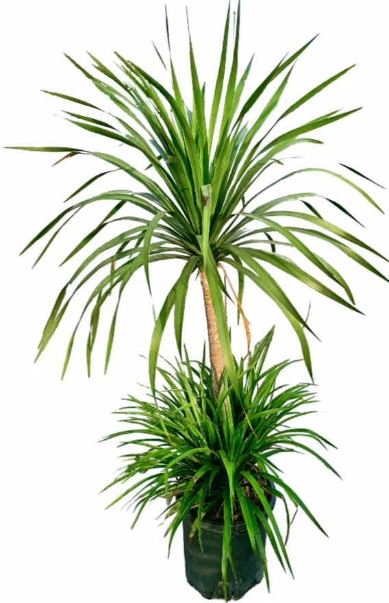 [OP-DRA01A-2H-LOC] Dracaena Draco - Dragon Tree - Two Head - OH: 80 cm to 100 cm - Outdoor Plant