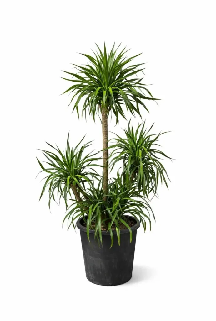 Dracaena Draco - Dragon Tree - Multi Branches- OH: 100 cm to 120 cm Outdoor Plant