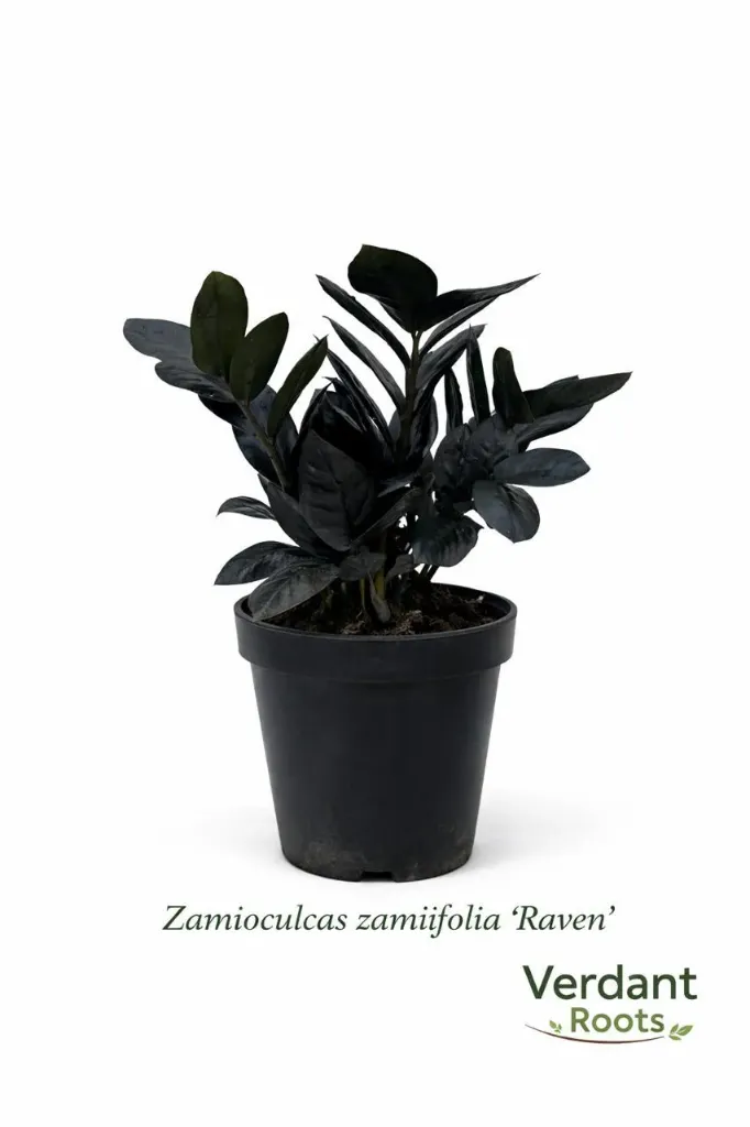 [IP-ZAM01A-BK-RAV-LOC] ZZ Plant Zamioculcas Zamiifolia  Black Raven - OH: 30 cm to 40 cm Indoor Plant