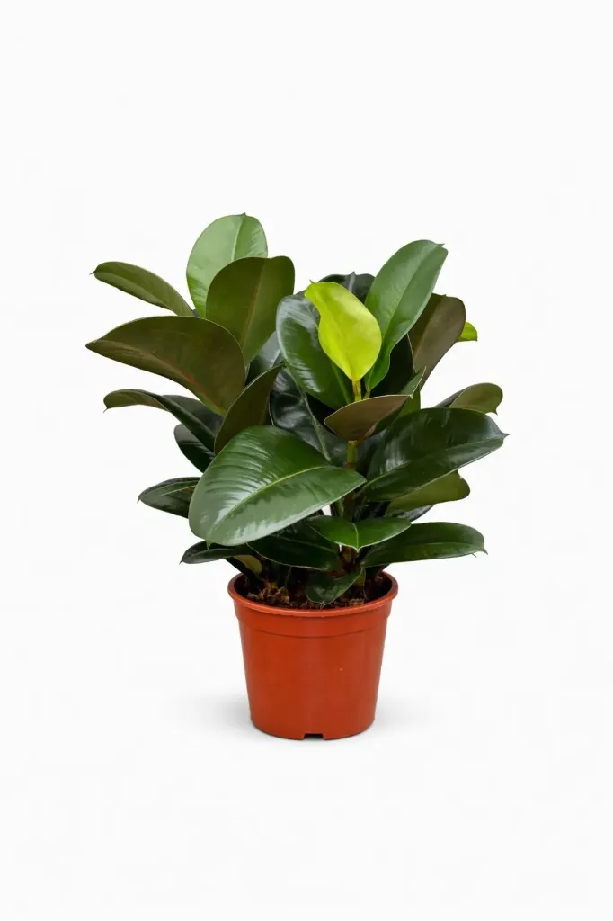[IP-FIC01B-LOC] Rubber Plant - Ficus Elastica - 4 Stamp - OH: 40 cm to 50 cm Indoor Plant