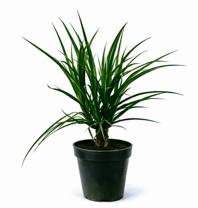 Ponytail Palm - Beaucarnea Recurvata - OH: 30 cm to 40 cm - Indoor Plant
