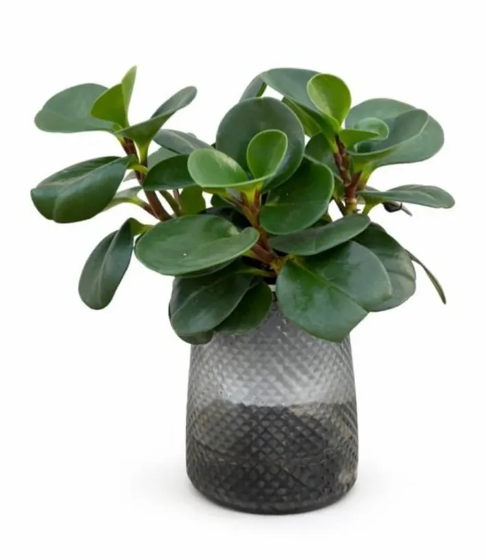 [IP-PEP01C-LOC] Baby Rubber Plant - Peperomia obtusifolia - Hydroponic  - OH: 20 cm to 30 cm - Indoor plant
