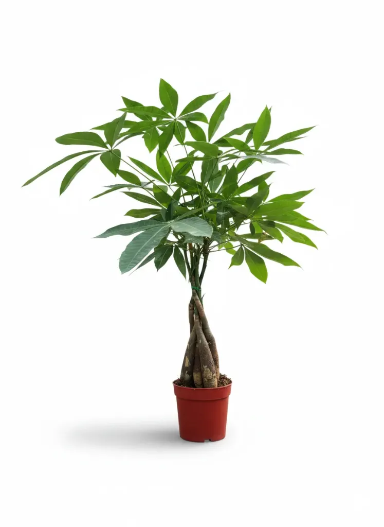 [IP-PAC01I-LOC] Money Tree - Pachira Aquatica - Twisted Head - OH: 40 cm to 60 cm - Indoor plant