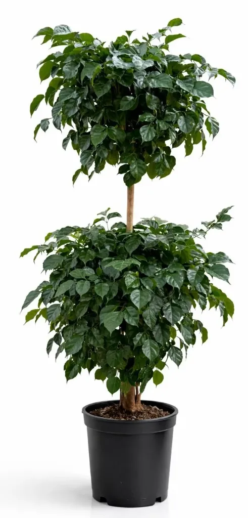 [IP-RAD01A-2HD-LOC] China Doll - Radermachera Sinica - 2 Head - OH: 100 cm to 120 cm - Indoor Plant