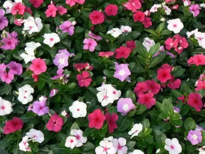 Vinca - Catharanthus Roseus - OH: 10 cm to 15 cm outdoor plant
