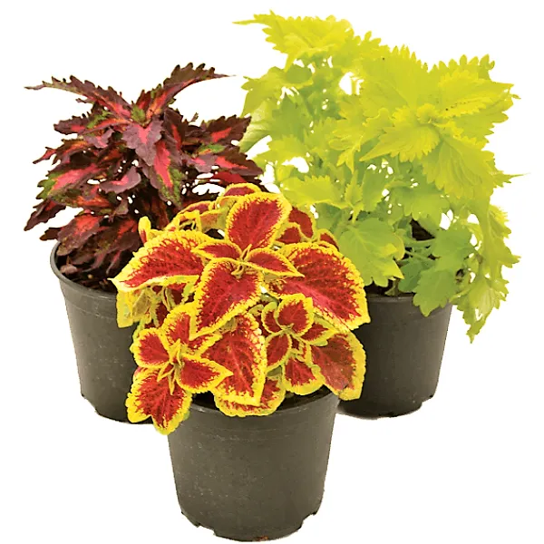 Coleus Plants - Coleus blumei - OH: 15 cm to 20 cm - Outdoor Plant