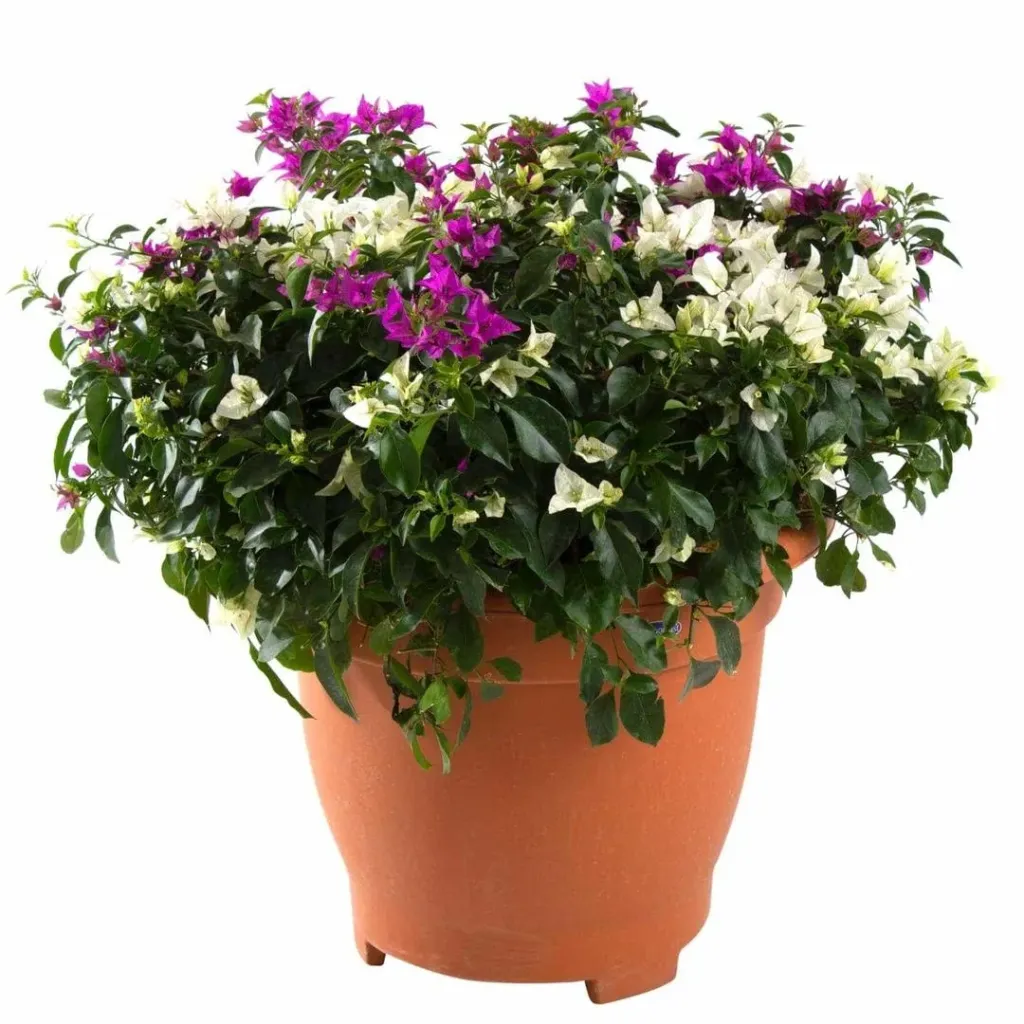 Pink Pixie Bougainvillea Double Flower - OH: 120 cm to 140 cm - TC Pot - Outdoor Plant