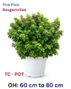 Pink Pixie Bougainvillea - OH: 60 cm to 80 cm - TC Pot - Outdoor Plant