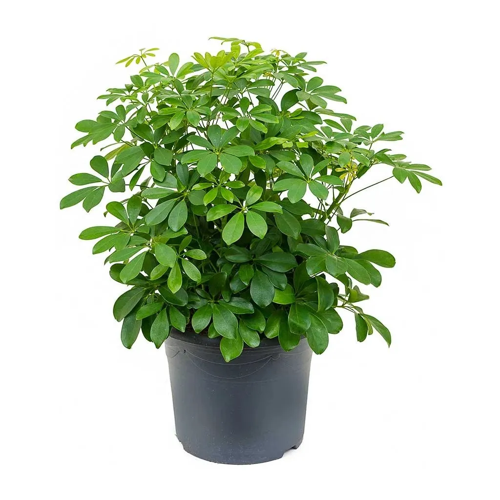 Dwarf Umbrella Tree - Schefflera Arboricola -  OH: 20 cm to 40 cm - Indoor Plant