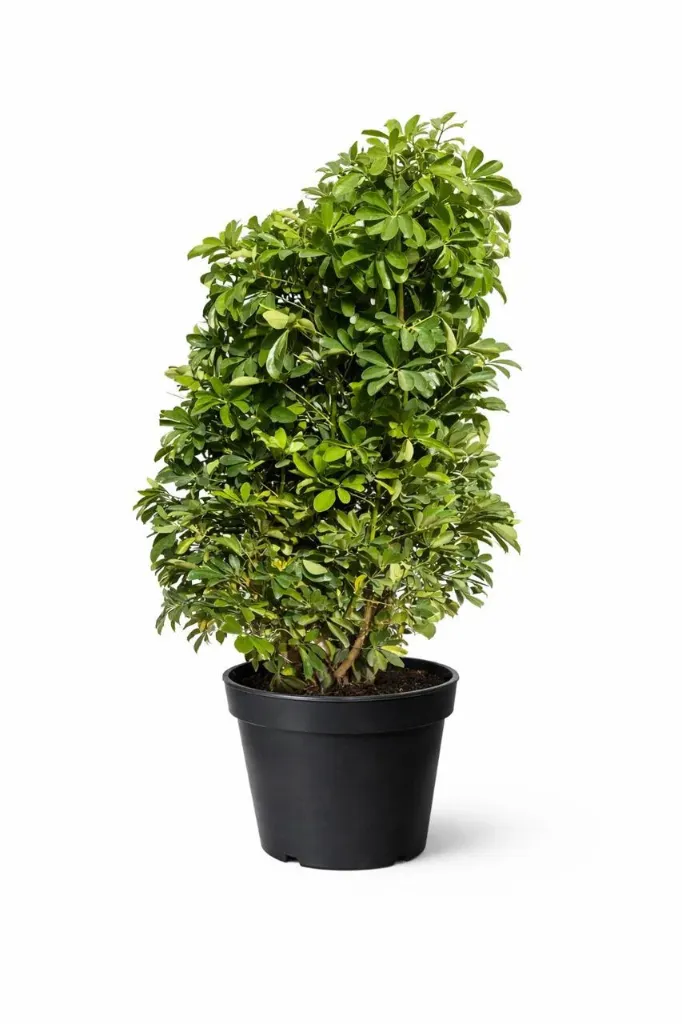 [IP-SCH01A-LOC] Dwarf Umbrella Tree - Schefflera Arboricola -  OH: 100 cm to 120 cm - Indoor Plant
