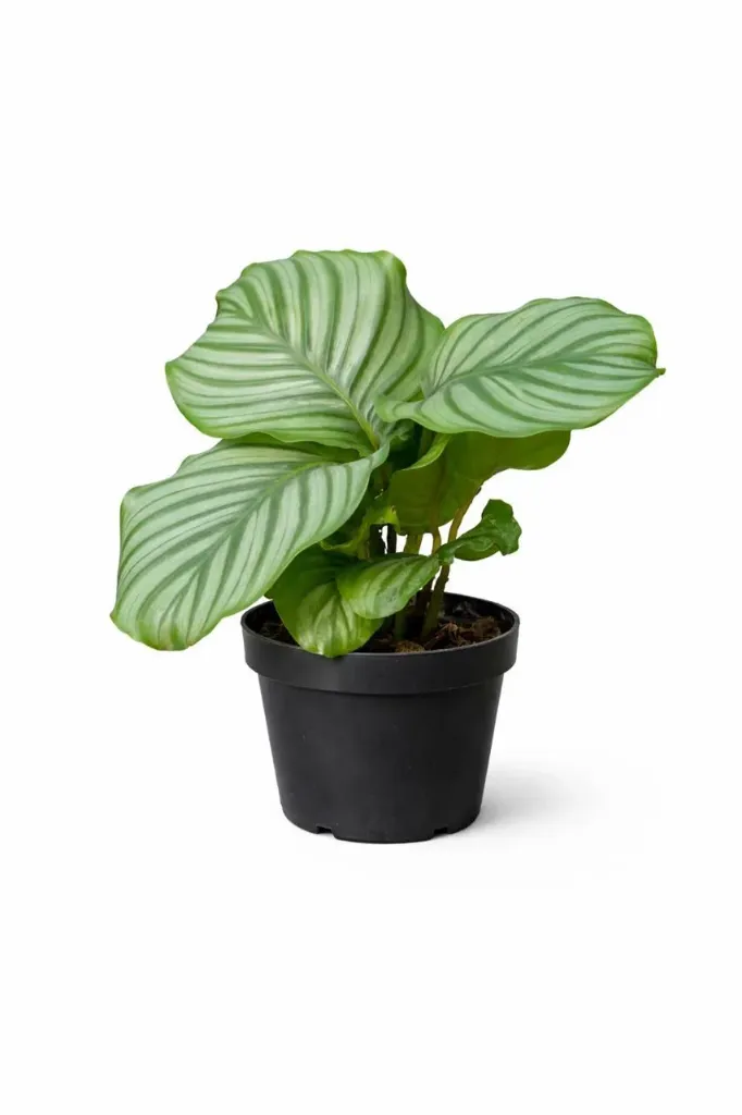 [IP-CAL01A-LOC] Calathea - Calathea Orbifolia - OH: 20 cm to 30 cm - Indoor Plant