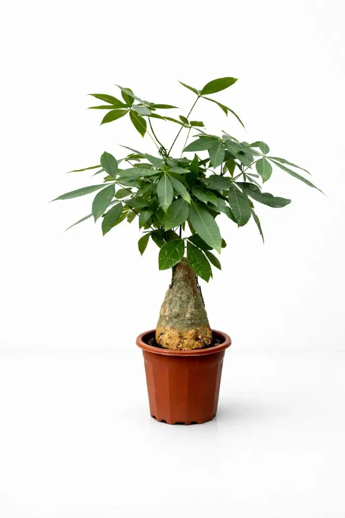 Money Tree - Pachira Aquatica - One Head  OH: 40 cm to 60 cm  -Indoor Plant