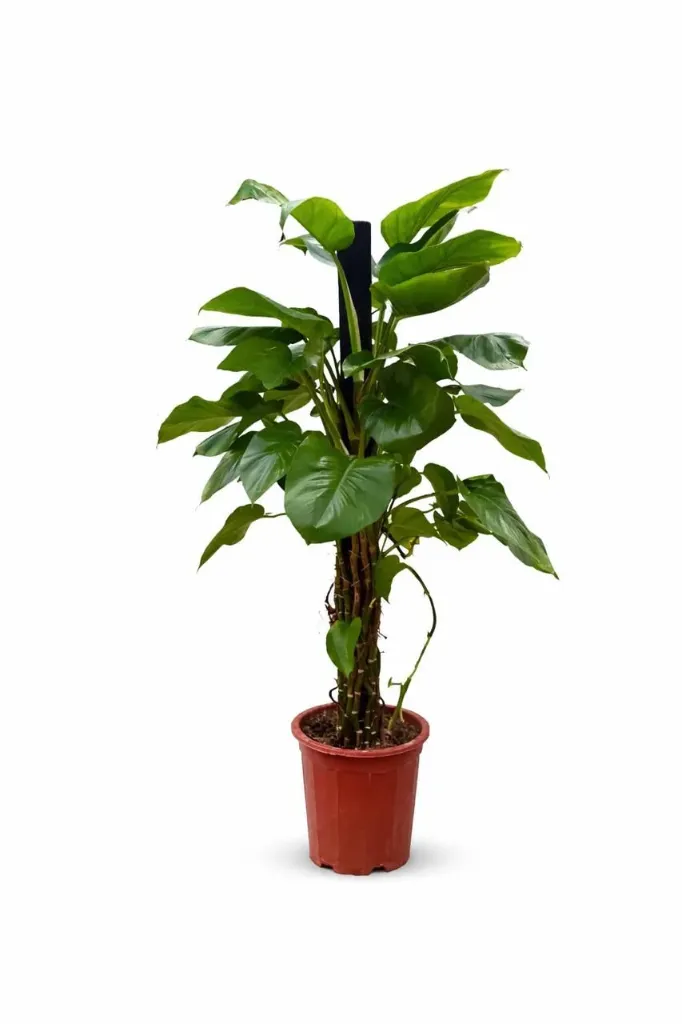 Money Plant - Epipremnum Aureum - OH: 120 cm to 140 cm - Indoor Plant