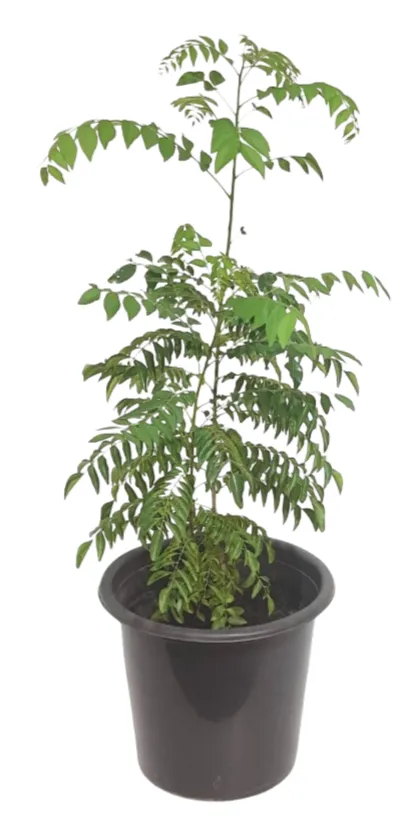 Curry Leaf Tree - Murraya Koenigii - OH: 50 cm to 100 cm Outdoor Plants