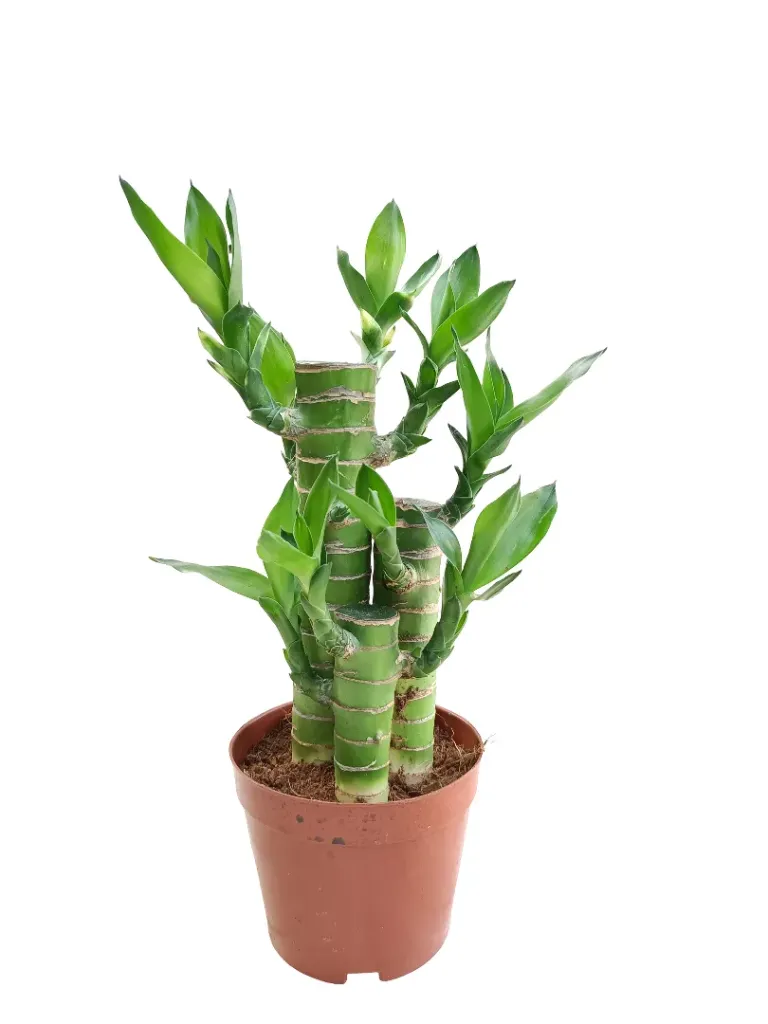 Lucky Bamboo - Dracaena Sanderiana - OH: 10 cm to 15 cm - Indoor Plant