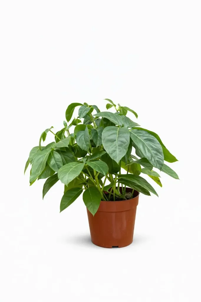 [IP-SCH01C-LOC] Schefflera Arboricola Umbrella Plant - OH: 20 cm to 30 cm - Indoor Plant
