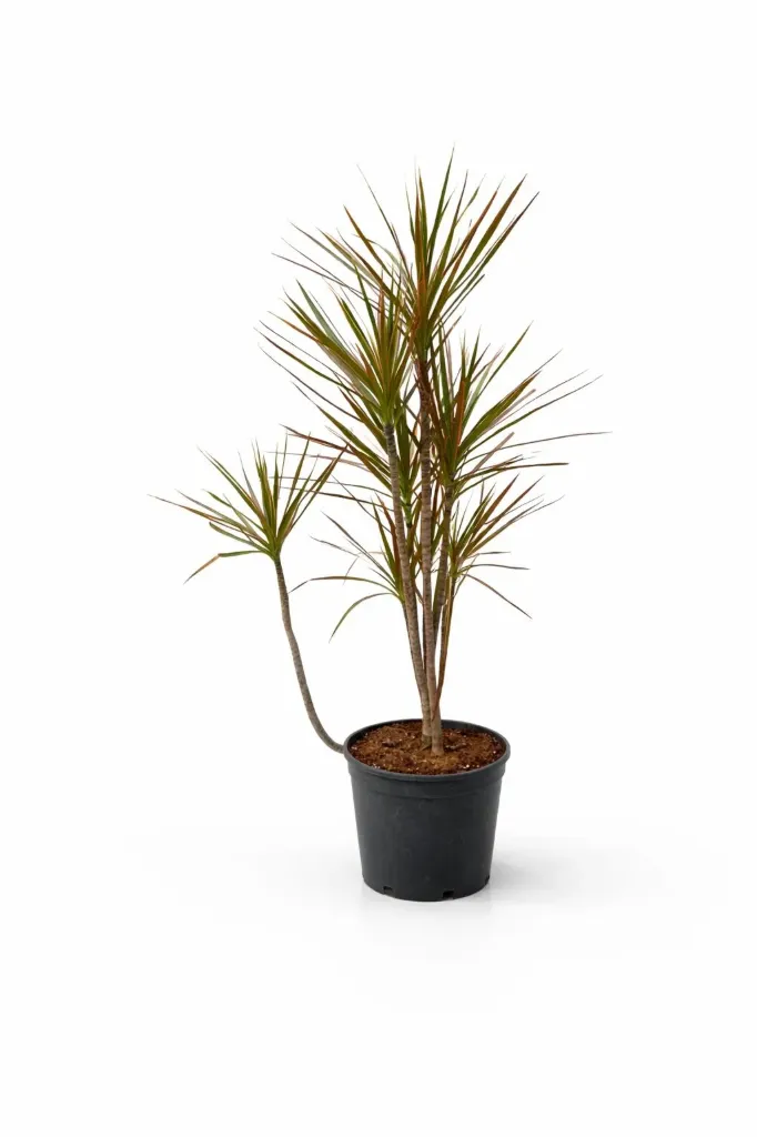 Dracaena Marginata - 7 Branches - OH: 80 cm to 100 cm - Indoor Plant