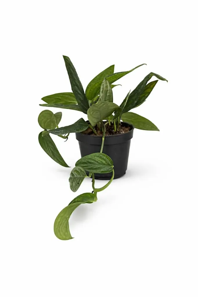 [IP-MON01A-LOC] Monstera - Monstera Karstenianu - OH: 50 cm to 60 cm - Indoor Plant