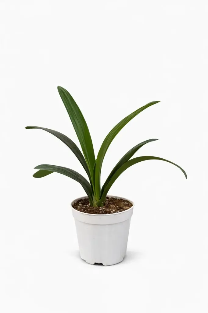 Bush Lily -Clivia Miniata - OH: 40 cm to 50 cm - Indoor Plant