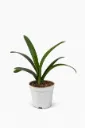 Bush Lily -Clivia Miniata - OH: 40 cm to 50 cm - Indoor Plant