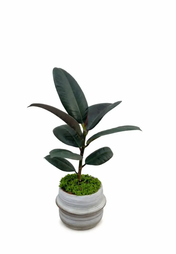[IP-FIC01A-ELA-LOC] Rubber Plant - Ficus Elastica - Ceramic Pot - OH: 20 cm to 30 cm - Indoor Plant