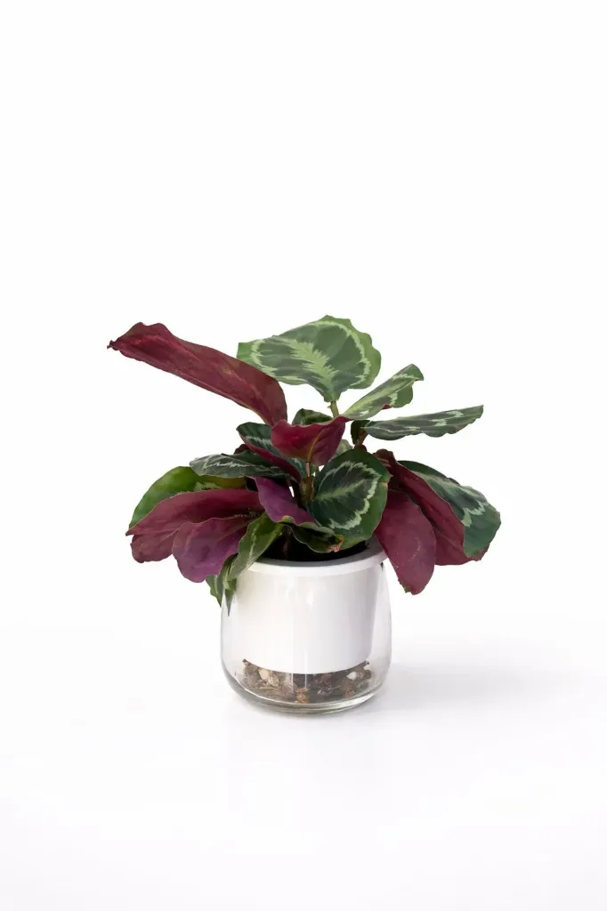 [IP-CAL01F-LOC] Calathea - Calathea Roseopicta -OH: 30 cm to 40 cm - Indoor Plant