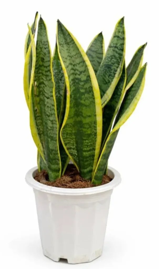 [IP-SAN01E-LOC] Sansevieria Trifasciata - Snake Plant - OH: 20 cm to 30 cm - Indoor Plant