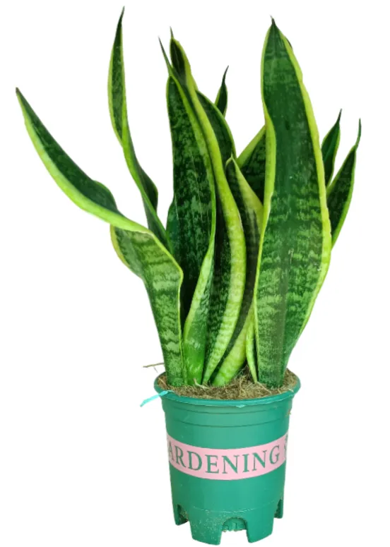 [IP-SAN01D-LOC] Sansevieria Trifasciata - Snake Plant - OH: 20 cm to 30 cm - Indoor Plant