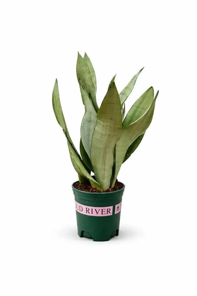 Sansevieria Trifasciata - Snake Plant - Moonshine - OH: 30 cm to 40 cm - Indoor Plant