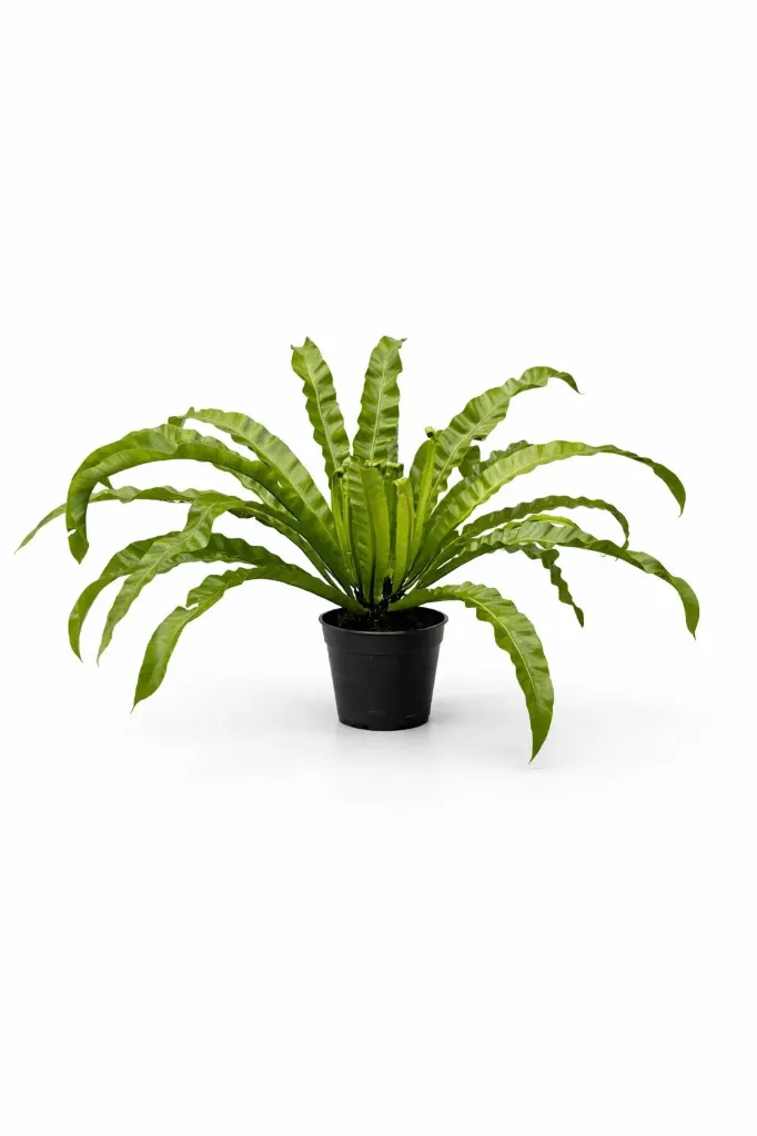 [IP-ASP-ANT-01B] Bird's-Nest Fern - Asplenium Antiquum: 40 cm to 50 cm - Indoor Plant