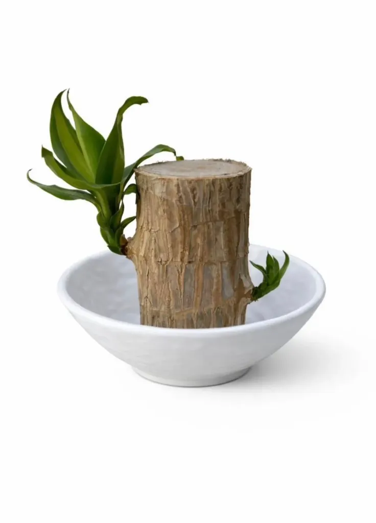 Dracaena Fragrans - Massangean - OH: 10 cm to 20 cm - Indoor Plant With Ceramic Pot