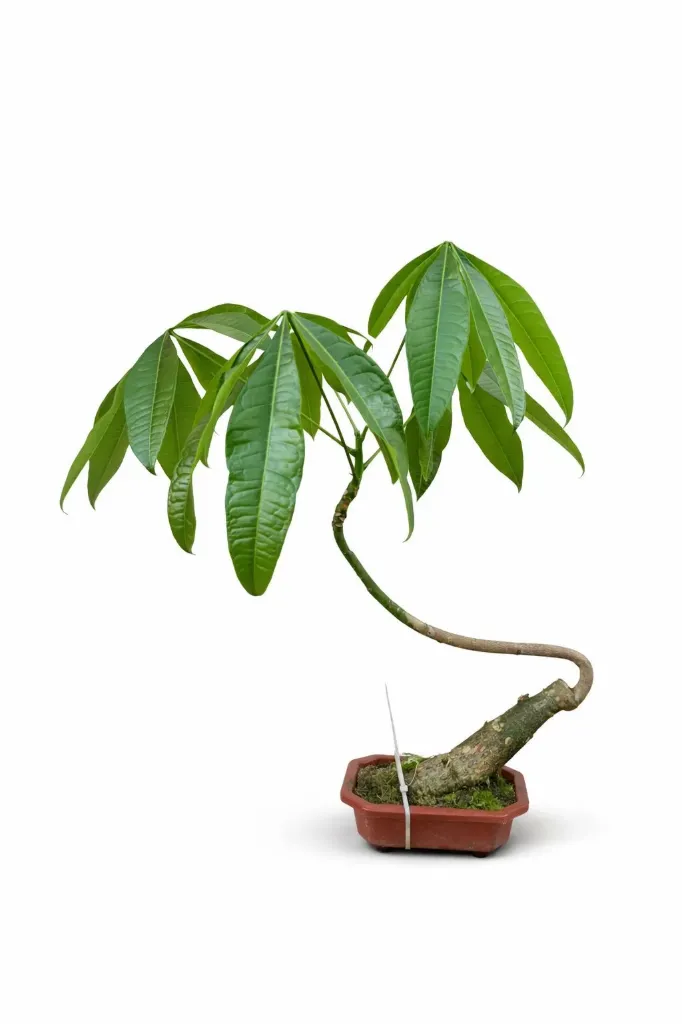 Money Tree - Pachira Aquatica - Bonsai - OH: 40 cm to 50 cm - Indoor Plant