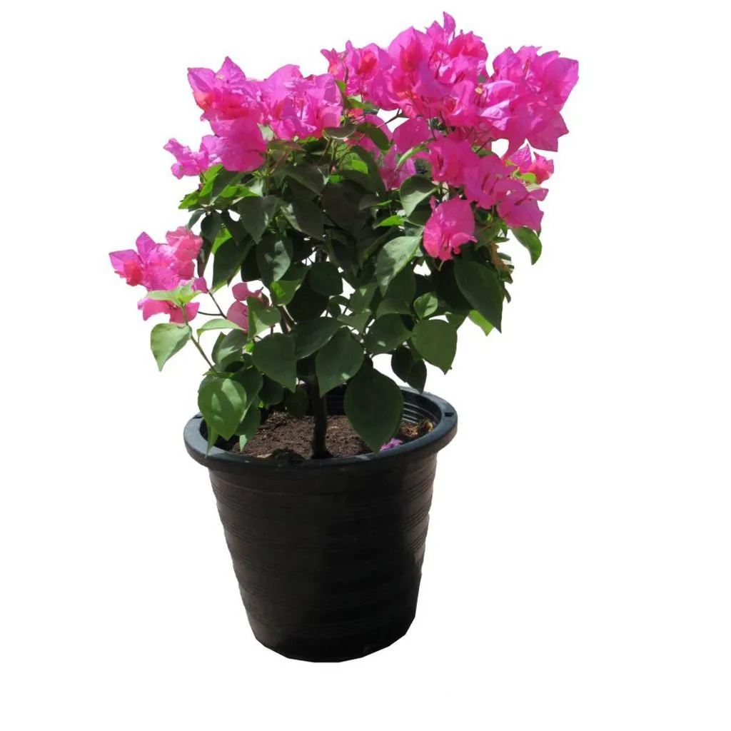 [OP-BOU01C-6L-LOC] Bougainvillea Glabra Bougainvillea - OH: 20 cm to 40 cm - 6L Pot - Outdoor Plant