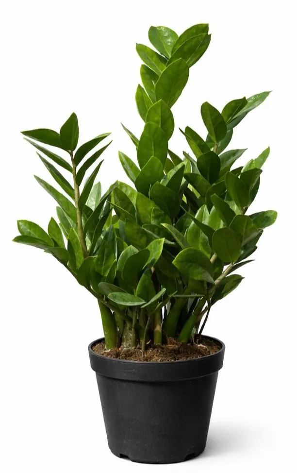 [IP-ZAM01B-LOC] ZZ Plant Zamioculcas Zamiifolia - OH: 40 cm to 50 cm Indoor Plant