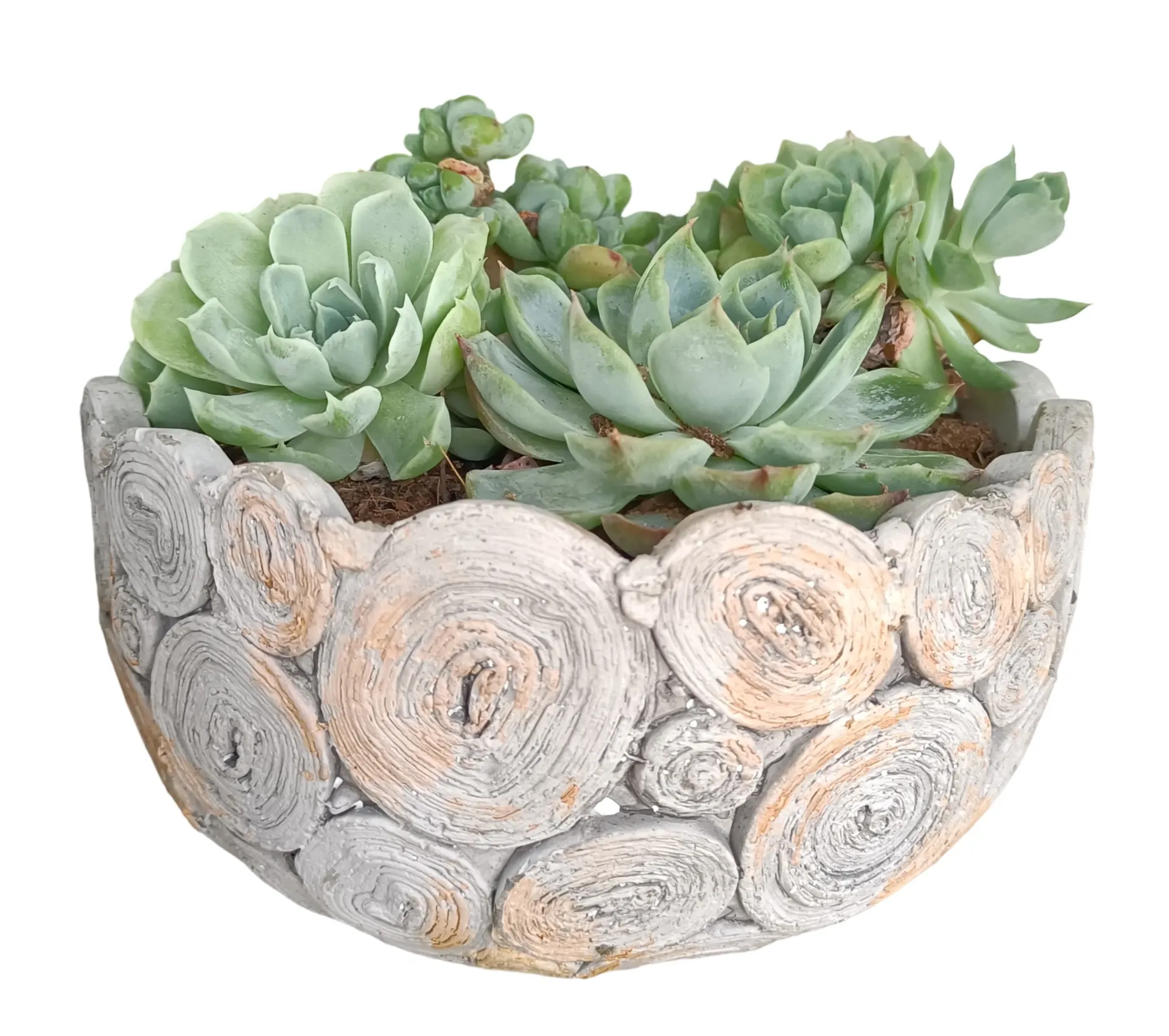 Echeveria -  Crassulaceae - OH: 5 cm to 10 cm - With Cement Pot - Indoor Plant