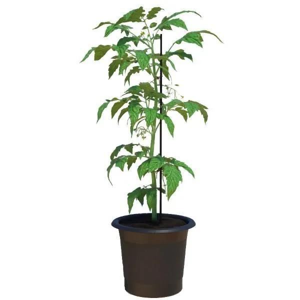 Charry Tomato - Solanum lycopersicum - OH: 15 cm to 12 cm -Outdoor Plant