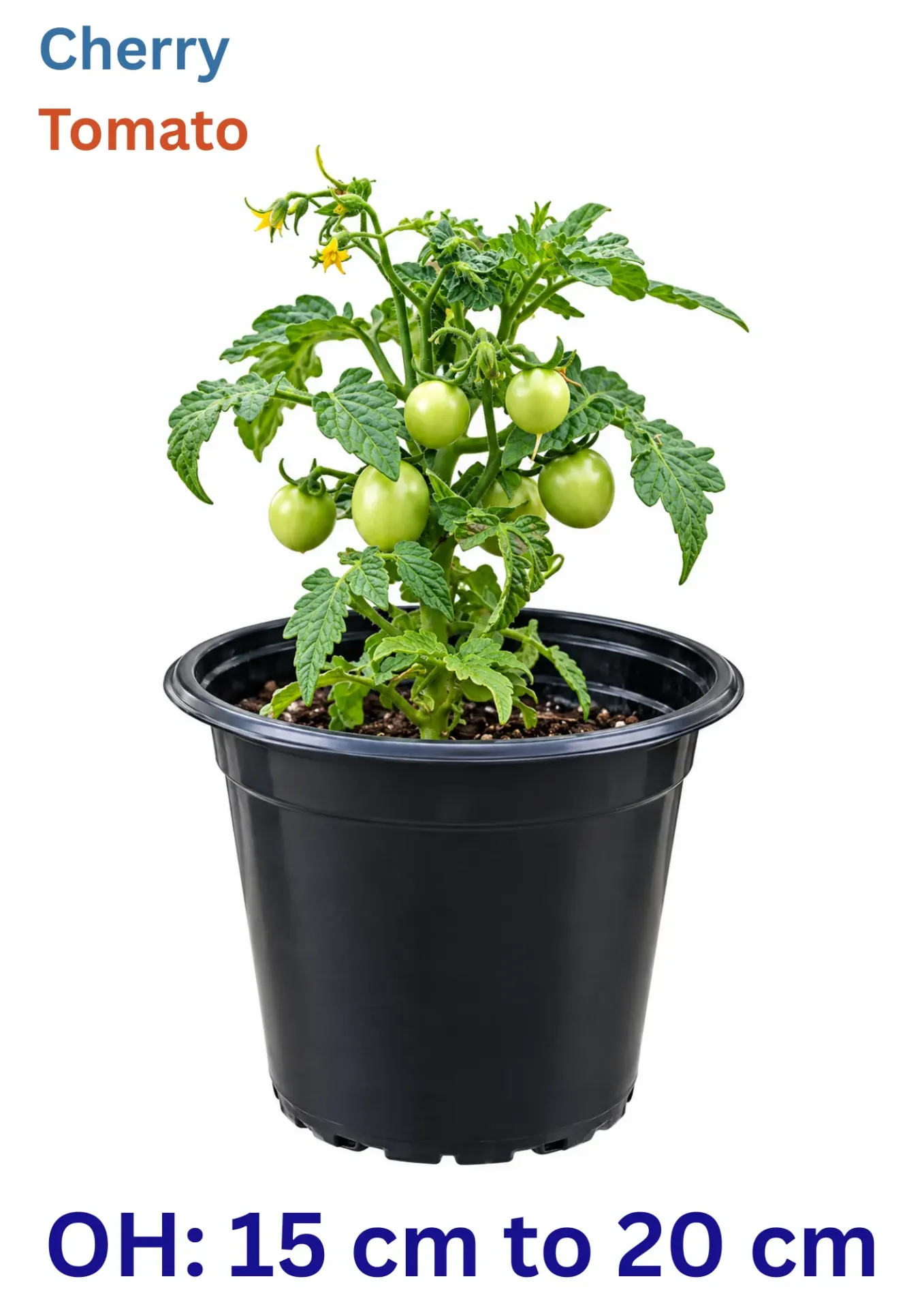 Cherry Tomato - Solanum lycopersicum - OH: 15 cm to 20 cm -Outdoor Plant
