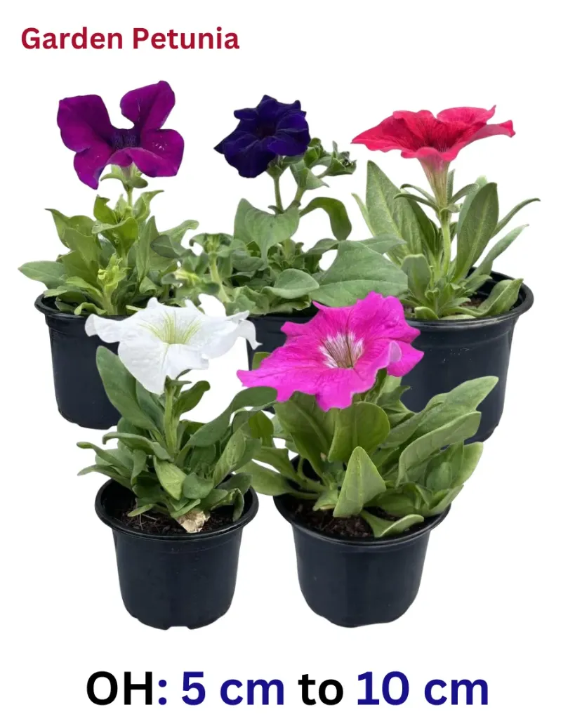 Garden Petunia - Petunia - Atkinsiana - Catharanthus Roseus - OH: 10 cm to 15 cm outdoor Plant