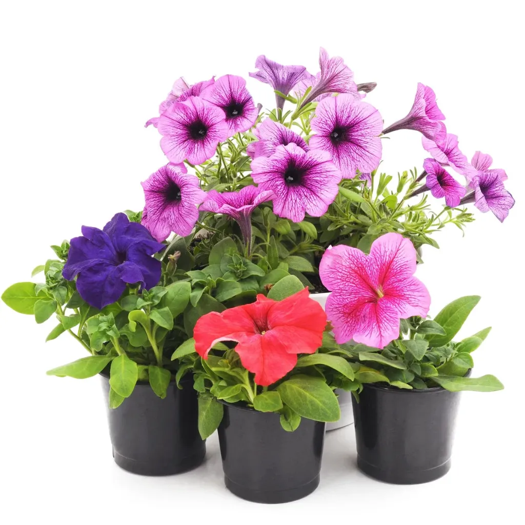 Garden Petunia - Petunia - Atkinsiana - Catharanthus Roseus - OH: 10 cm to 15 cm outdoor Plant