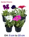Garden Petunia - Petunia - Atkinsiana - Catharanthus Roseus - OH: 10 cm to 15 cm outdoor Plant