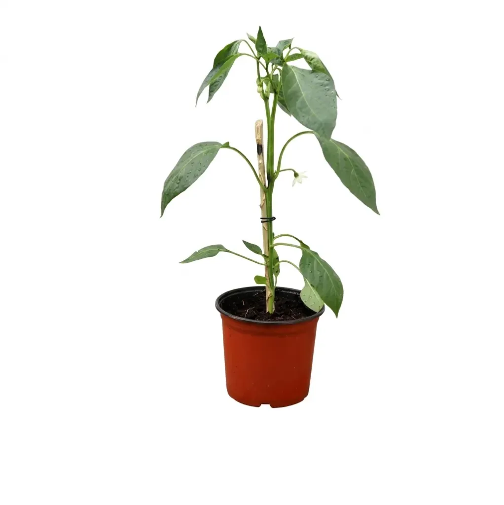 [OP-CAP01A-LOC] Chilli - Capsicum Annuum 'Black Pearl - OH: 15 cm to 12 cm -Outdoor Plant