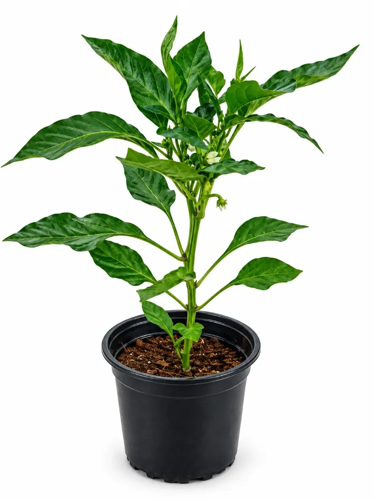 Chilli - Capsicum Annuum 'Black Pearl - OH: 15 cm to 12 cm -Outdoor Plant