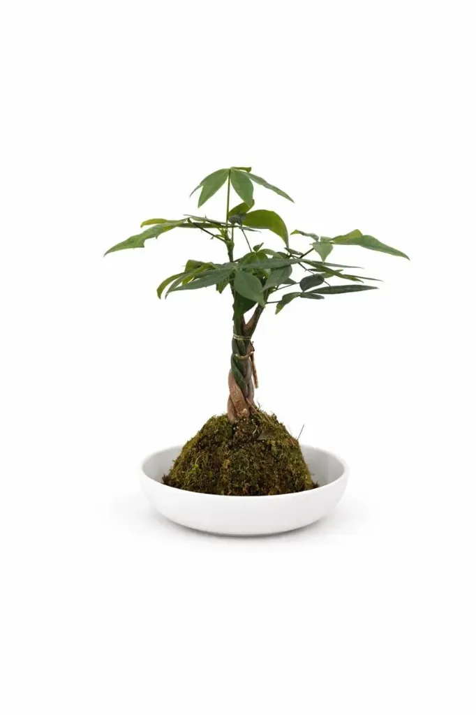 [IP-PAC01K-LOC] Money Tree - Pachira Aquatica - Twisted trunk - One Head With Ceramic Pot - OH: 20 cm to 30 cm - Indoor Plant