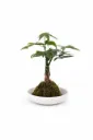 Money Tree - Pachira Aquatica - Twisted trunk - One Head With Ceramic Pot - OH: 20 cm to 30 cm - Indoor Plant