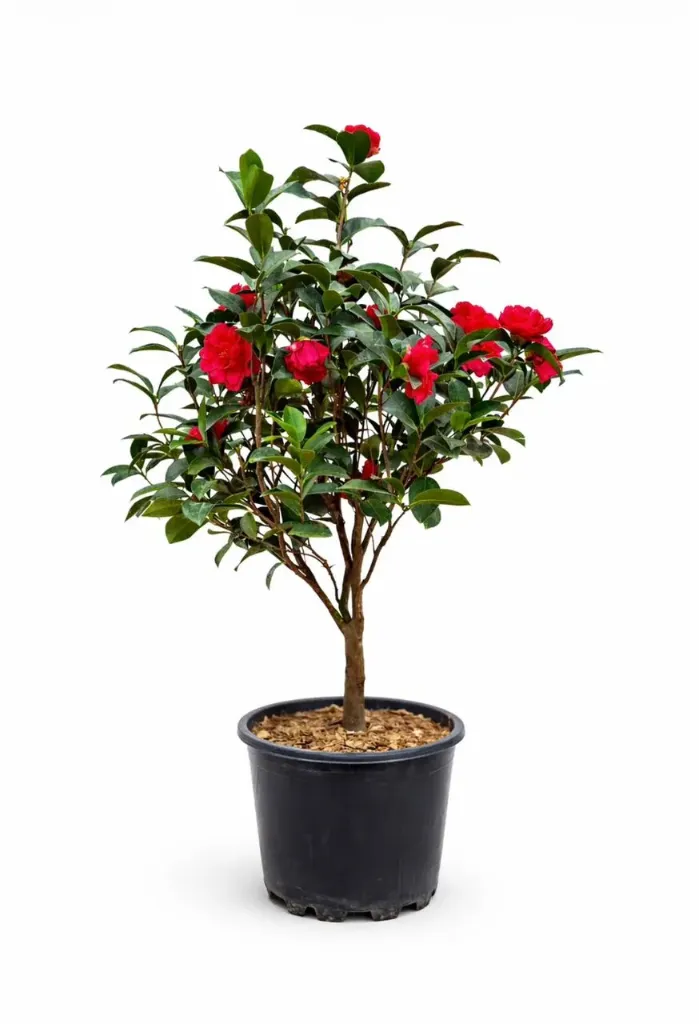 Camellia Japonica - Camellia - OH: 80 cm to 100 cm Outdoor Plant
