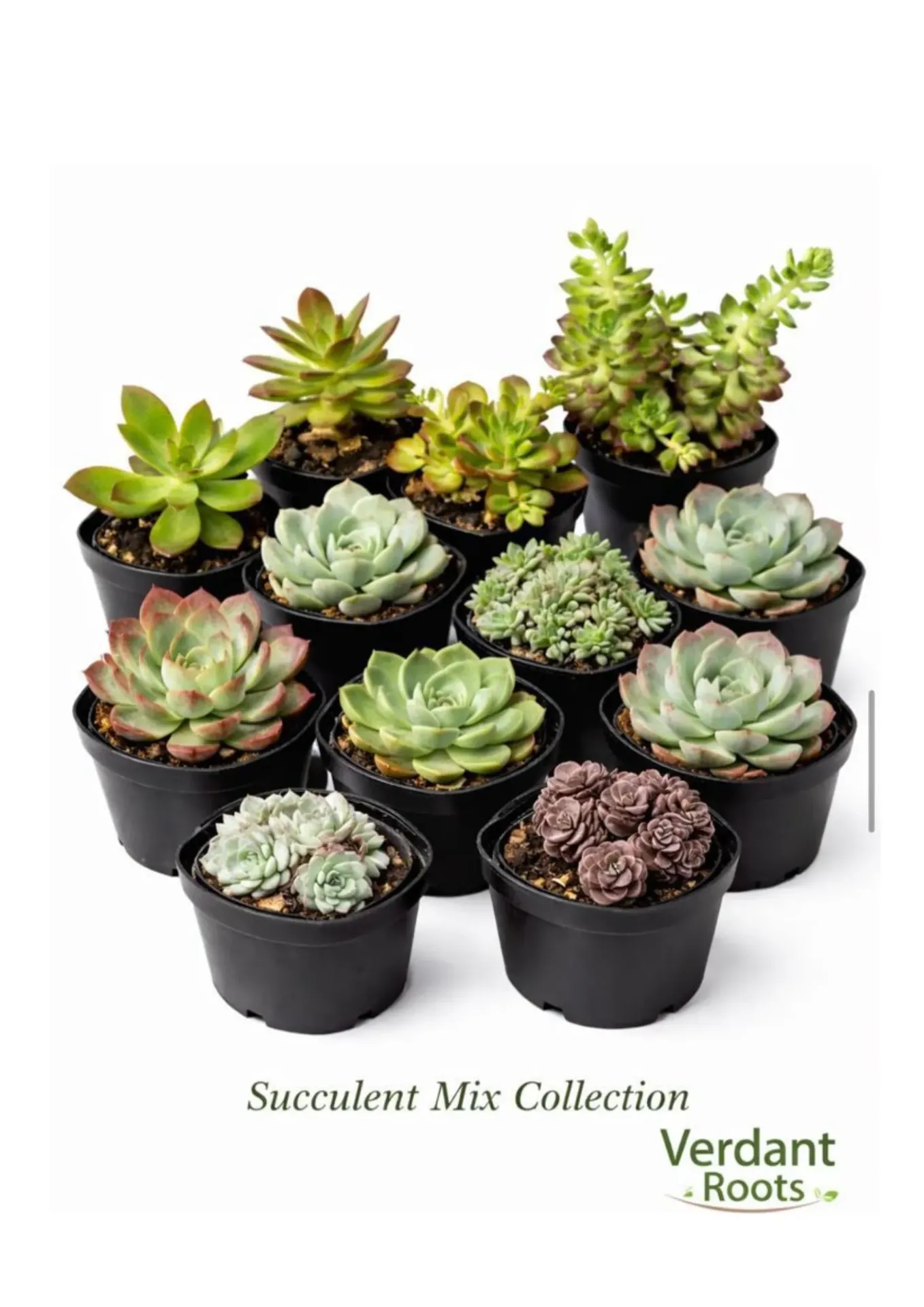 Echeveria - Crassulaceae - OH: 5 cm to 10 cm - Indoor Plant