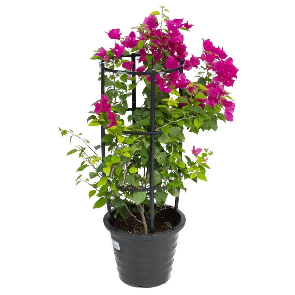 Bougainvillea Glabra Bougainvillea - Plastic Stick - OH: 40 cm to 60 cm - Outdoor Plant