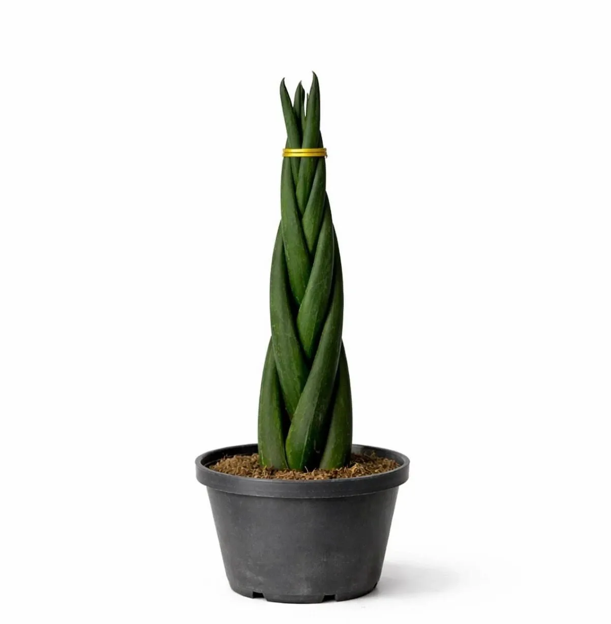 Sansevieria Trifasciata - Snake Plant - Moonshine - OH: 20 cm to 30 cm - Indoor Plant